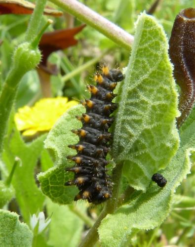 Réf. 204 757 : Zerynthia polyxena